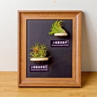 空氣鳳梨 小精靈福果叢生 小精靈德魯伊 磁吸相框