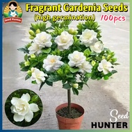 100% Legit 100pcs Fragrant Gardenia Flower Seed Indoor Potted Gardenia Flowering Seeds for Planting 