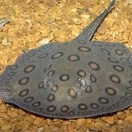 Ikan Hias Pari Motoro Stingray Size  11-13 Cm