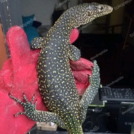 varanus doreanus biawak papua