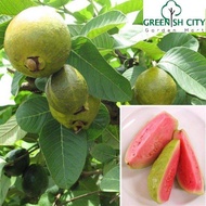 Pink Guava Hybrid...