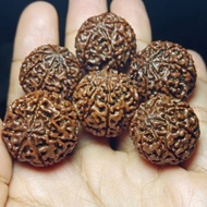 Jenitri mukhi 6 good quality kualitas bagus