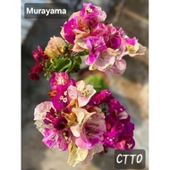 Bunga Kertas Id kayangan  Murayama @ bougainvillea   murayama (live Plant  bougainvillea )