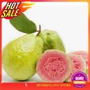 3 Pcs pink guava seed/ 10 biji benih pink guava Ready Stock Sarawak