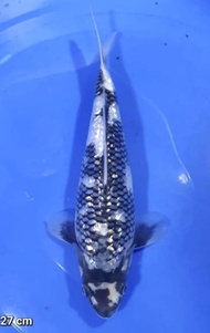 Ikan Koi Ginrin Shiro Utsuri Import Jepang/ Omosako Farm / Coode 94