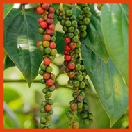 ✴ ⭐ peppercorn plant seeds paminta piper nigrum