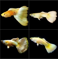 Live Gold Guppy Fish 24K Grade A