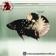 BestSeller IKAN HIAS CUPANG AVATAR BLACK GOLD TOP GRADE. Jantan. Male