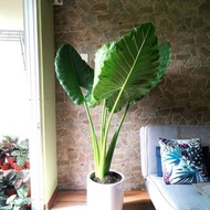 Alocasia Macrorrhiza Giant Taro /Anak Pokok Keladi Gajah/ Elephant Ear Plant / Alocasia Odora/象耳芋