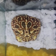 Kodok Pacman Frog Brown / Camo Indukan Betina