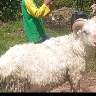 jual hewan Qurban/aqiqah Domba garut/kambing ...Promo terbatas!!!