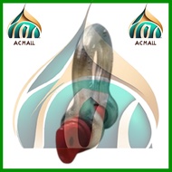 G209 Bow shackle Galvanized Screw Pin Anchor Shackle G209