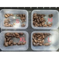 Dbbia Dibbia 20-50 Grams Packed In A Box