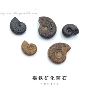 Moroccan Natural Ammonite Fossil Fosil Fosil Fossil Fossil Fossil Rough Stone Teaching Popular Scien