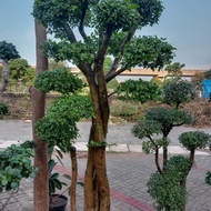 Bonsai Serut Taman