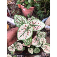 caladium wonderland.