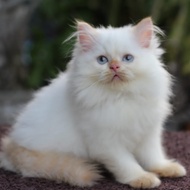 kucing persian himalayan red point