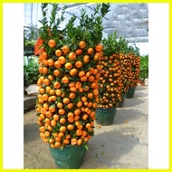 ✓ ☇◑ ☂ kiat kiat orange dwarf fruit tree seeds