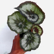 Tanaman Hias Begonia Keong- Begonia Escargot