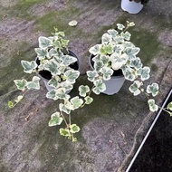 Cây Treo Lá Trái Tim Ivoire Treo Trong Nhà Dễ Trồng Phong Cách Bắc Âu Treo Trên Ban Công Nhỏ Cây Xan