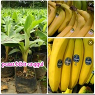 Bibit Pisang Cavendish / bibit pohon pisang