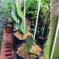 Pokok buah naga(isi puteh)