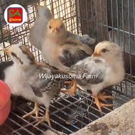 ANAKAN AYAM KATE CEPER Unggas Hias Hewan Peliharaan