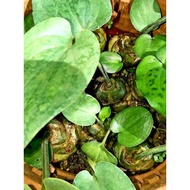 Drimiopsis Maculata/Little White Soldiers/African False Hosta/Leopards Ears/Injoba/Keladi Katak