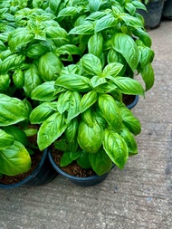 Italian basil อิตาเลี่ยนบาซิล โหระพาฝรั่ง โหระพาอิตาเลี่ยน โหระพาใบใหญ่ สมุนไพรฝรั่ง ส่งทั้งกระถาง