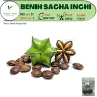 2 biji benih Sacha inchi seeds kacang gunung Plukenetia volubilis