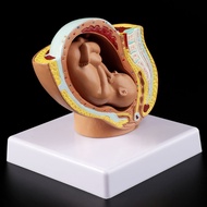 【Shop with Confidence】 2023 New 9th Month Baby Fetus Foetus Pregnancy Human Pregnancy Fetal Developm