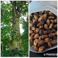 ◈ ☢ ◙ GMELINA SEEDS ( arborea) 25 SEEDS ( BUY 2 GET 1 FREE)