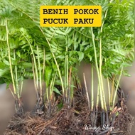 POKOK PAKU PAKIS / POKOK PUCUK PAKU (5 pokok matang)