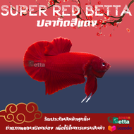 ปลากัดสีแดง เพศผู้ 1 ตัว 7/11 Betta Farm