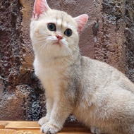 kucing british shorthair / kucing BSH / kucing scotish / BSH pedigree