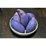 TIADA COD Anak Pokok Akebi Ungu/Purple