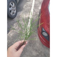 Psilotum nudum/ pokok zaman purba