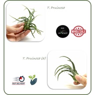 AIR PLANT TILLANDSIA PRUINOSA AIRPLANT 空气草 空气凤梨 无土植物