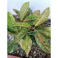 aglonema dona carmen
