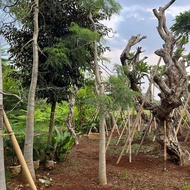 Pohon Kelor Afrika || Moringga Kelor Afrika