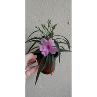 Anak Pokok Bunga Ruellia Pink Simplex