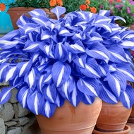 100Pcs Blue Hosta Plants Hosta Seeds Perennial Hosta Seeds for Planting Outdoor Garden Shade Grow Ea