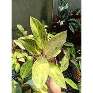 Promo bibit bonggol Aglonema bigroy white / big Roy putih langka / koleksi