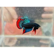 Betta HMPK Imbellis kampung betta 3 months