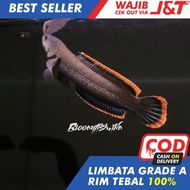 Limbata Cb | Limbata | Limbata Rim Tebal | Limbata Grade A