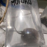 pari motoro air tawar 12cm