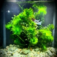 AQUATIC PLANT | Egeria Densa . RUMPAI AIR TAWAR
