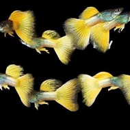 TERLARIS Ikan hias Guppy YELLOW PINGU READY