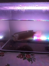 Arwana Arowana Silver Brazil jumbo ukuran 35-40cm