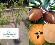 GNC - Sapodilla Fruit Tree Live Plant Anak Pokok Buah Ciku Mega 人心果 仁心果